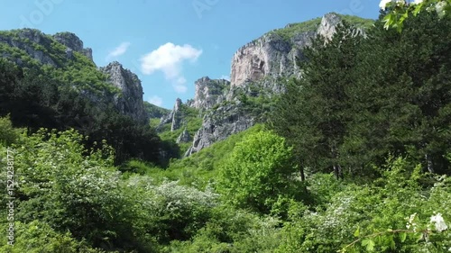 Close-up of a tree blooming among the mountains and meadow 