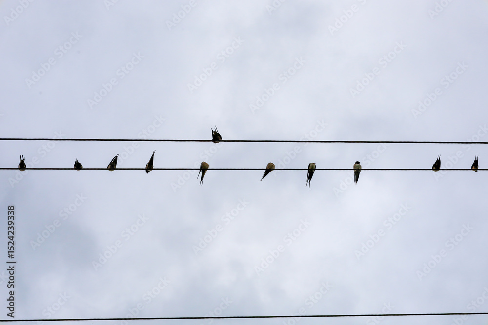 Swallows rest on electrical wires under a cloudy sky. This scene showcases daily wildlife in an urban environment, highlighting simple yet harmonious moments. Swallows rest on electrical wires under a cloudy sky. This scene showcases daily wildlife in an urban environment, highlighting simple yet harmonious moments.
