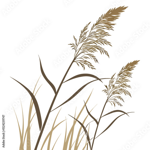 Vector illustration of reed grass plants isolated on white background nature botanical drawing 
