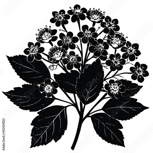 Black and white floral illustration of flowering plant for botanical designs and nature backgrounds
