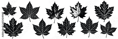 Collection of black and white maple leaf illustrations for design and autumn season graphics elements
