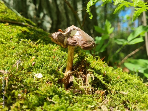 Pluteus cervinus Nestled on Moss-Covered Fallen Wood photo