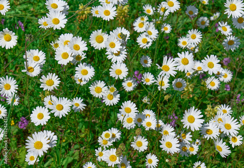Daisies bloom in a vibrant spring meadow 