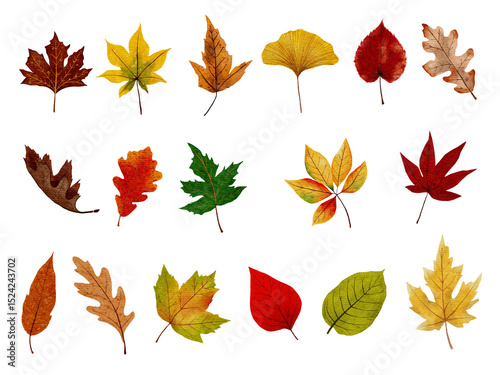 Autumn leaves collection with vibrant shades of orange,red,yellow,green,brown,Beautiful watercolor for fall seasonal dry foliage set design invitations,celebrating of Thanksgiving .