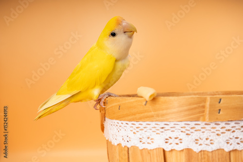 Cánario comiendo macarrones
