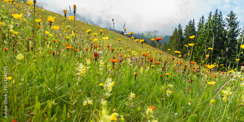 Panorama einer bunten Bergwiese mit Gräsern Kräutern und Blumen
