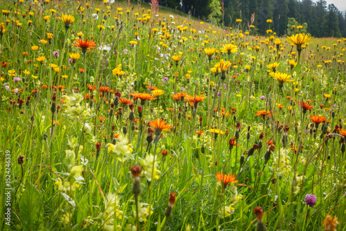 Bunte Bergwiese mit Gräsern Kräutern und Blumen