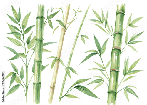 Watercolor bamboo stems and leaves vector illustration for zen garden and asian design
