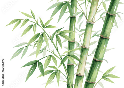 Watercolor bamboo painting green stems and leaves botanical illustration zen art asian design background
