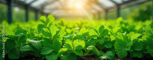 Lush green herbs thriving in a greenhouse environment, vibrant and healthy, sunlight streaming through the glass Perfect for culinary, gardening, and healthy lifestyle themes , vibrant, cultivation