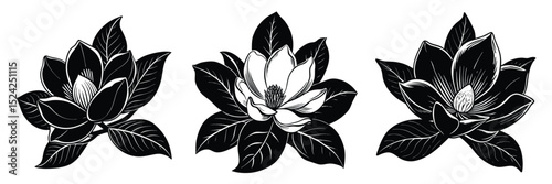 Magnolia flower vector illustration black and white floral design botanical drawing nature art graphic element

