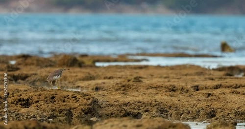 A wild bird hunts on a reef at low tide on the coast of Thailand in sunny weather, waves in the background