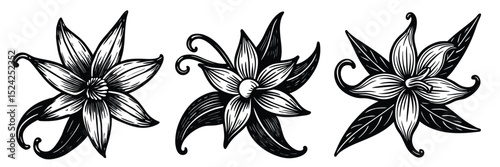 Vector drawing of vanilla flower illustration botanical art black and white floral design element set
