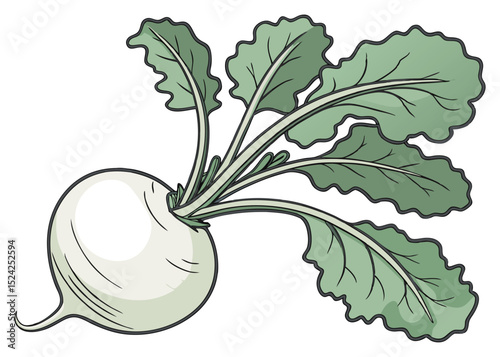 Illustration of a turnip vegetable with green leaves for cooking and healthy eating recipes idea
