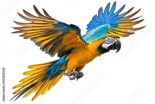 A vibrant blue and yellow macaw in mid-flight, wings outstretched, against a white background, showcasing its stunning plumage.