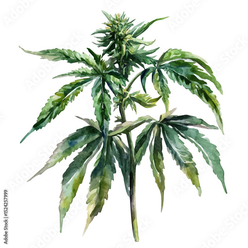 watercolor of Weeder, vector high quality, isolated on a white background.