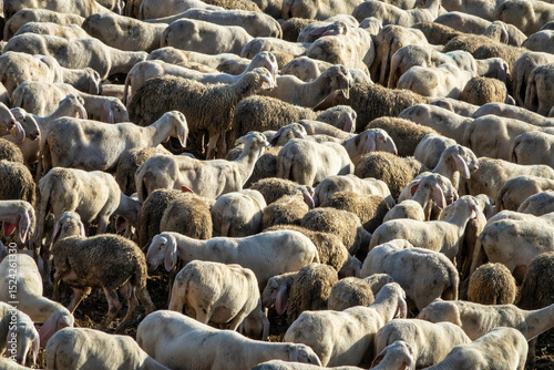 Flock of Sheep in a Rural Pasture – Close-Up View