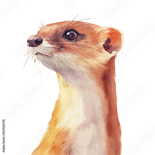 Weasel Close Up, watercolor drawing vector, high quality, isolated on a white background.