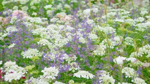 ブルーキャットミントの花の蜜を吸うアゲハ蝶　
Swallowtail butterfly sucking nectar from blue catmint flowers.