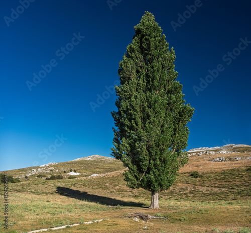 Solitary black poplar stands in Campos de Hernán Pelea, Spain