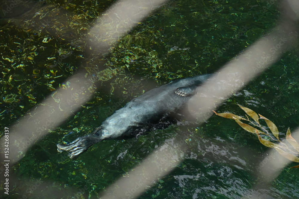 Fototapeta premium seal swimming behind fence
