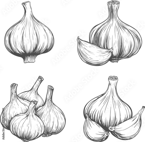 Set illustrations of garlic isolated on transparent background. Vector graphics