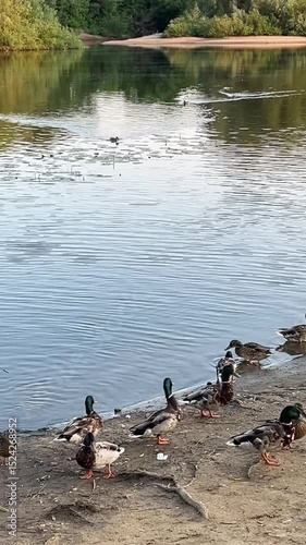 Ducks Swimming Peacefully on a Tranquil Lake
