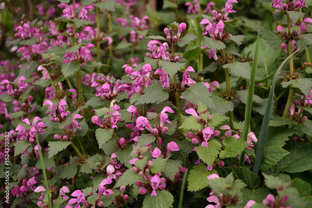 Naklejka premium Schönheit in Pink