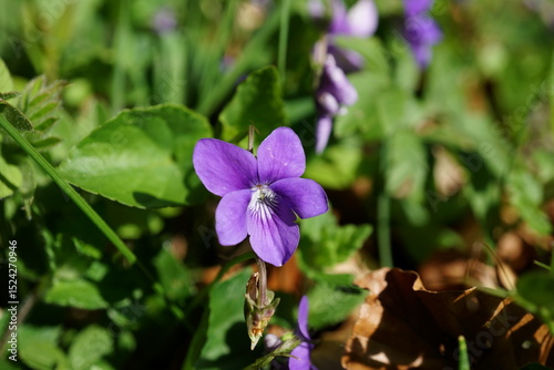 Viola