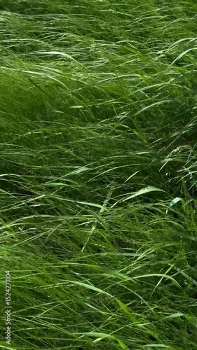thick sedge sways in the wind. a grassy background.