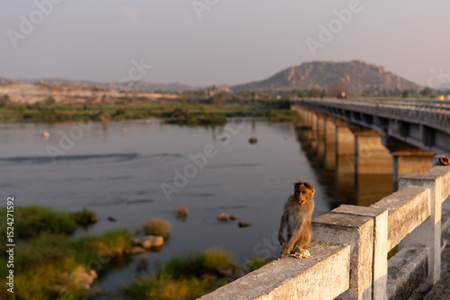 Monkey Sitting on Bukkasaagara Aanegundi Bridge Over River at Sunset, Hampi, India
