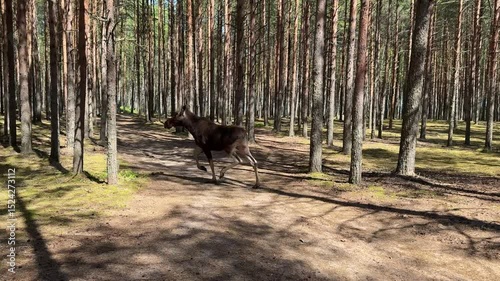 A fingerling moose runs gracefully through the forest among the pine trunks. A young herbivore walks in the forest.