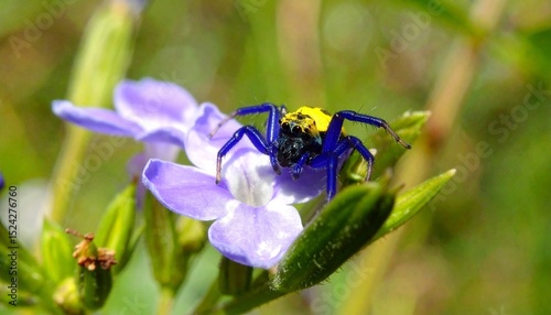 Portrait photo of Gooty Sapphire Ornamental spider with blurred background photo