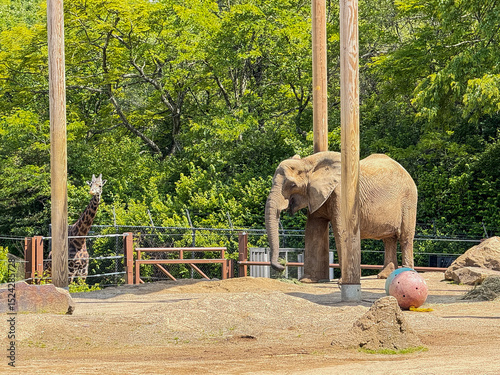 African Elephant and Giraffe in Naturalistic Zoo Habitat