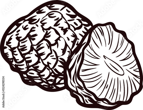 Vintage hand drawn black walnut and cross section illustration isolated on white background