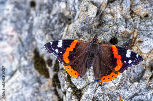 Red Admiral Butterfly on Rock Surface – Vanessa atalanta Close-Up