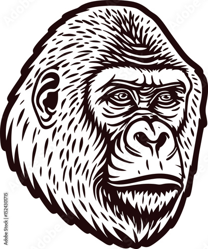 Detailed hand drawn illustration of a gorilla head with intense expression in vintage engraving