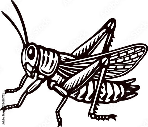 Hand drawn grasshopper insect side view detailed black and white vintage engraving illustration