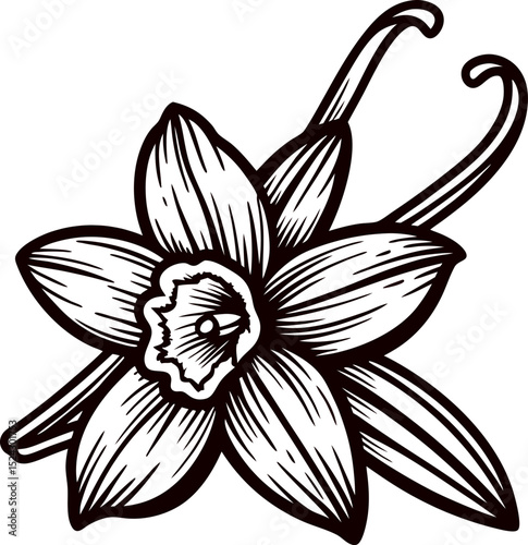 Hand drawn vanilla flower and pods illustration in vintage botanical engraving