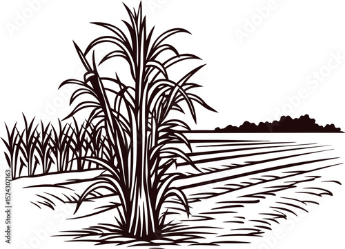of sugarcane plants in a field landscape with detailed foliage and horizon