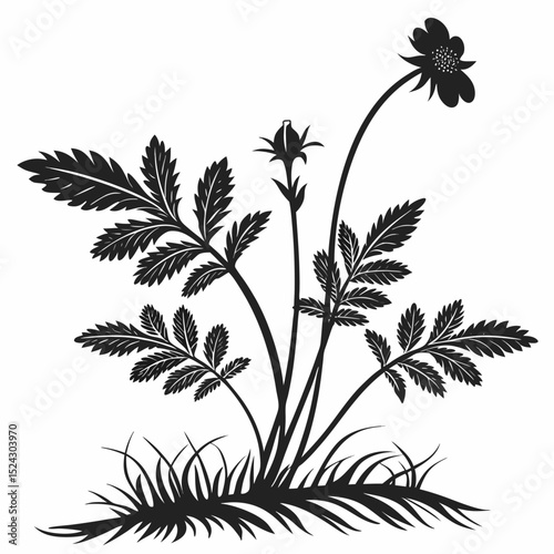 silverweed with leaves