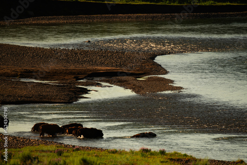 Wallpaper Mural bison crossing river Torontodigital.ca