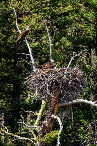 Wallpaper Mural osprey resting  Torontodigital.ca
