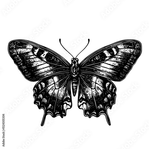 a black and white drawing of a butterfly with open wings beautiful, black, butterfly, drawing, illustration, moth, open, wing , Generative art.