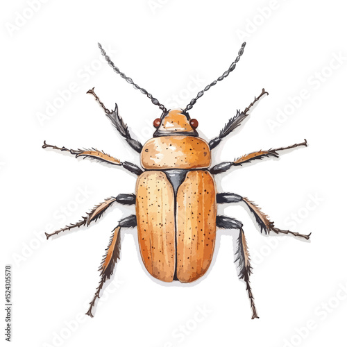 Watercolor Illustration of a Detailed Beetle with Orange and Black Markings