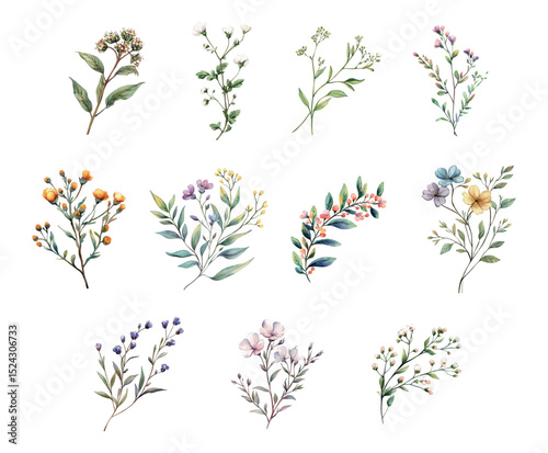 Set of watercolor wildflowers png. Sprigs of field and meadow flowers. Herbs, herbaceous flowering plants, flowering flowers, shrubs, isolated on white background. Vector illustration.