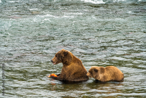 Wallpaper Mural grizzly bear family in water Torontodigital.ca