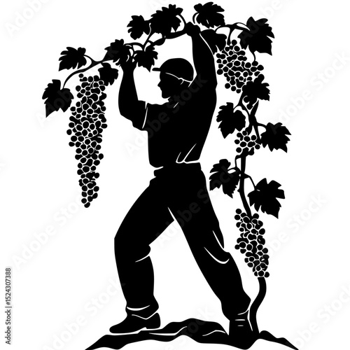 a black and white illustration of a man cutting grapes black, cut, farmer, grape, illustration, man, silhouette, vine , Generative art.