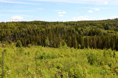 Foret