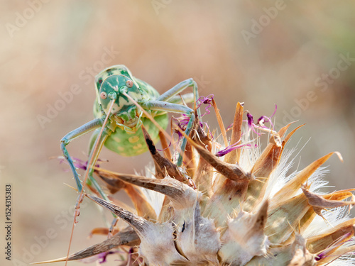 European bush crickets. Amphiestris baetica. Grasshoppers, Crickets and Bush-crickets.  photo